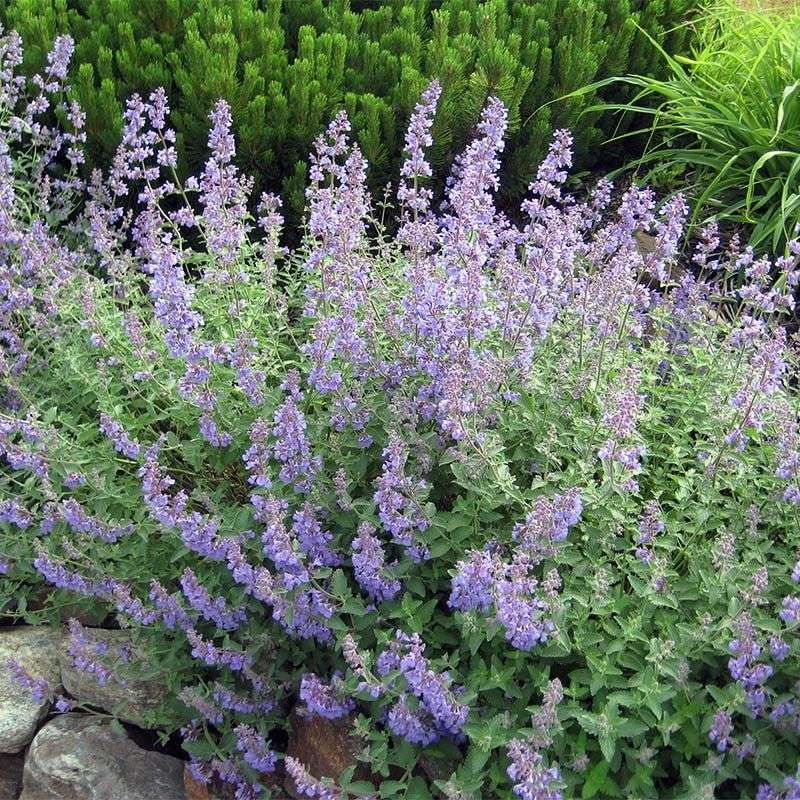 Catmint 'Walker's Low'