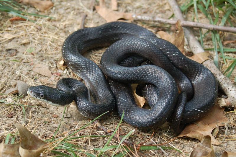 A black snake is a description, not an identification