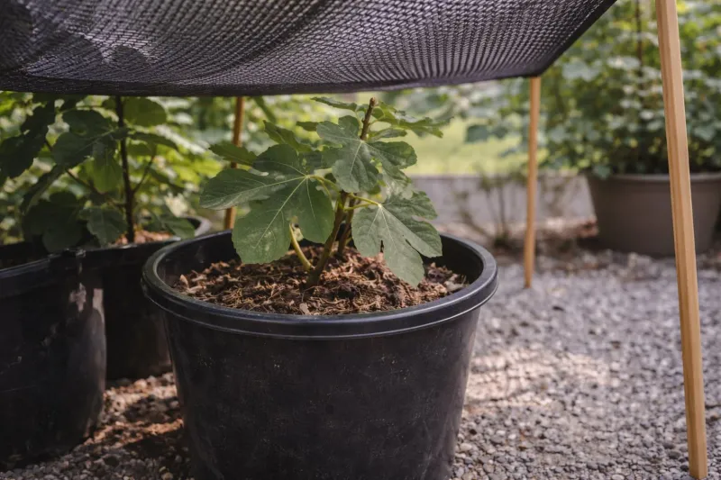 Ease Transplant and Heat Stress