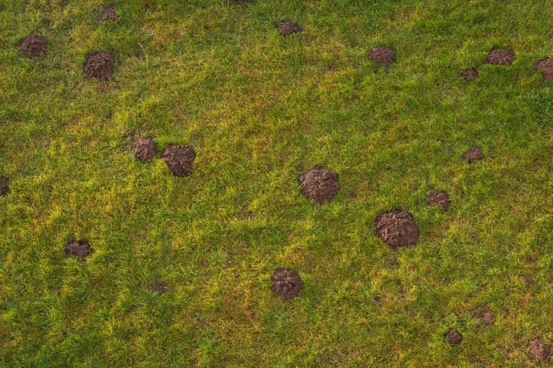 Read the evidence before you treat the lawn