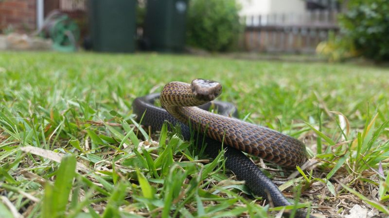 Frequent Snake Sightings
