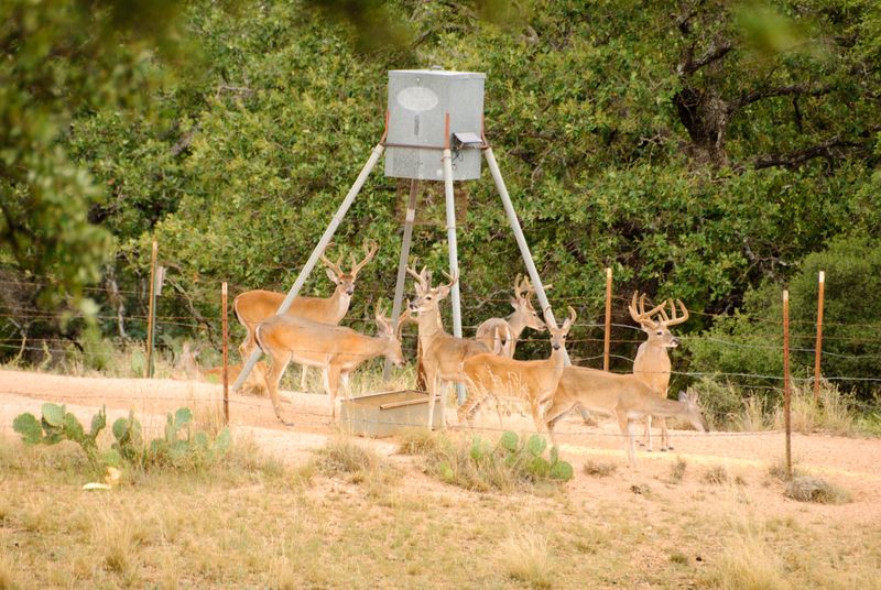 Feeding may concentrate deer, but a tick-at-the-door link is unproven