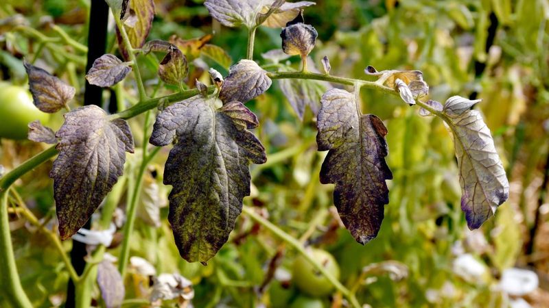Phosphorus Deficiency