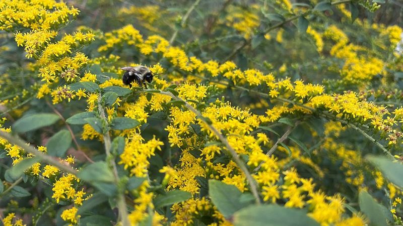 Goldenrod
