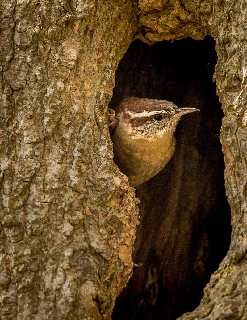Treat the wren as a habitat clue, not a pest-control promise