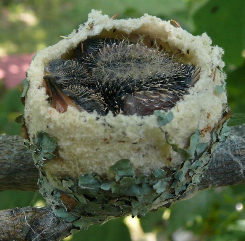 The Tiny Cup Is a Composite Built Around Spider Silk