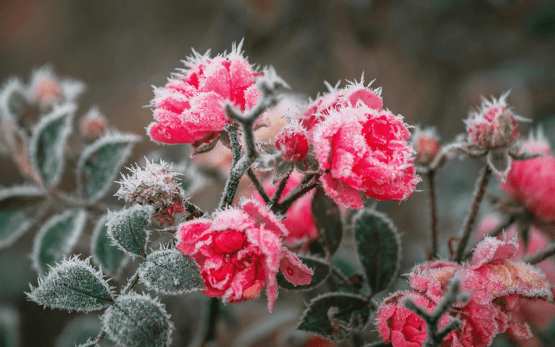 Keep Watering Until the Ground Freezes