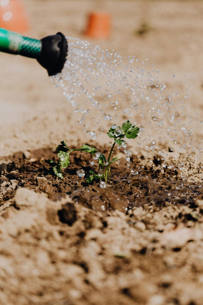 Water new plants before relying on their resilience
