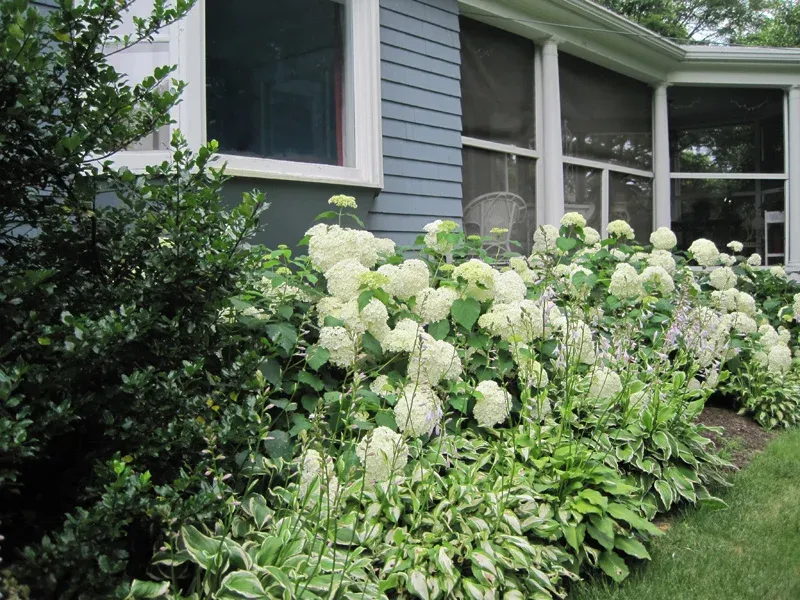 Use smooth hydrangea where its conditions fit