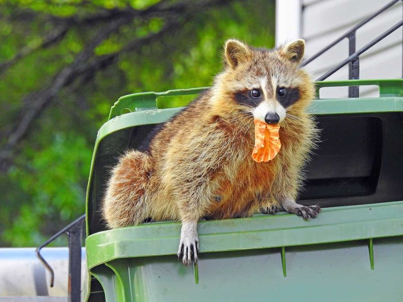 Remove Attractants Without Stripping Away Habitat