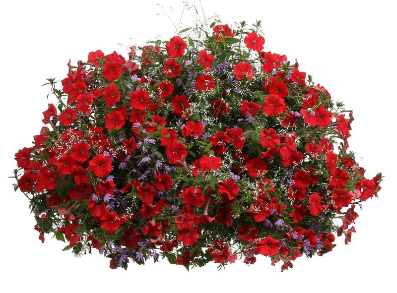 Red Trailing Petunias