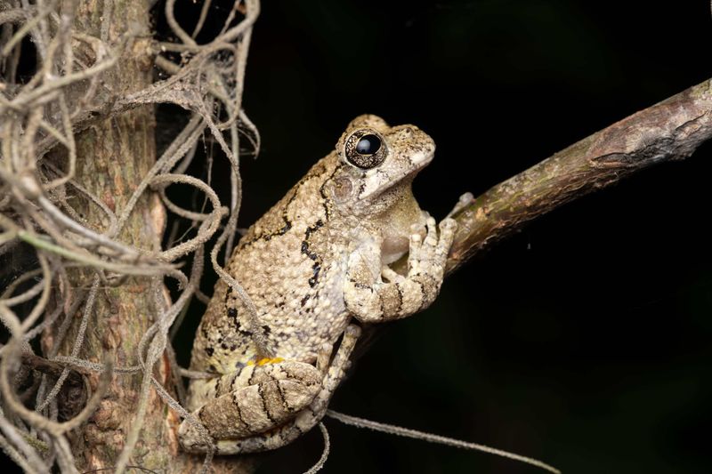 A gray treefrog supports the food web without replacing pest control