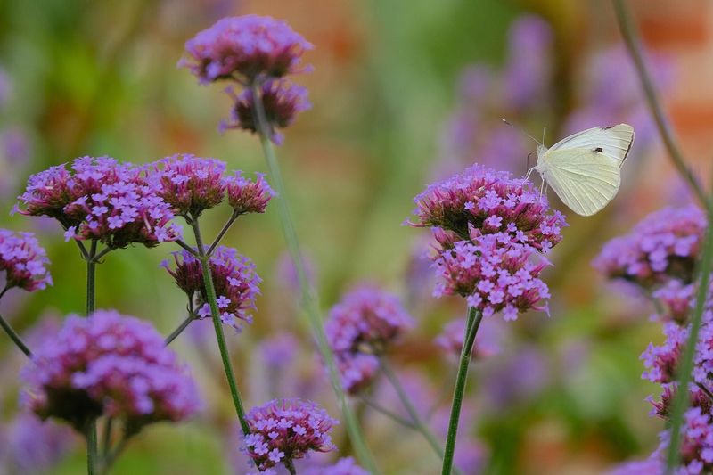 Verbena bonariensis (Brazilian Verbena)