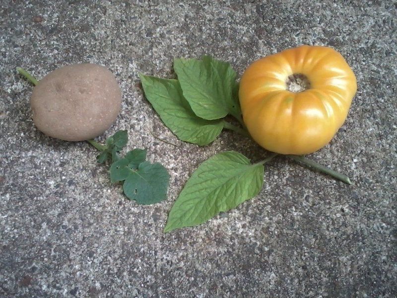 Genetics of Certain Varieties