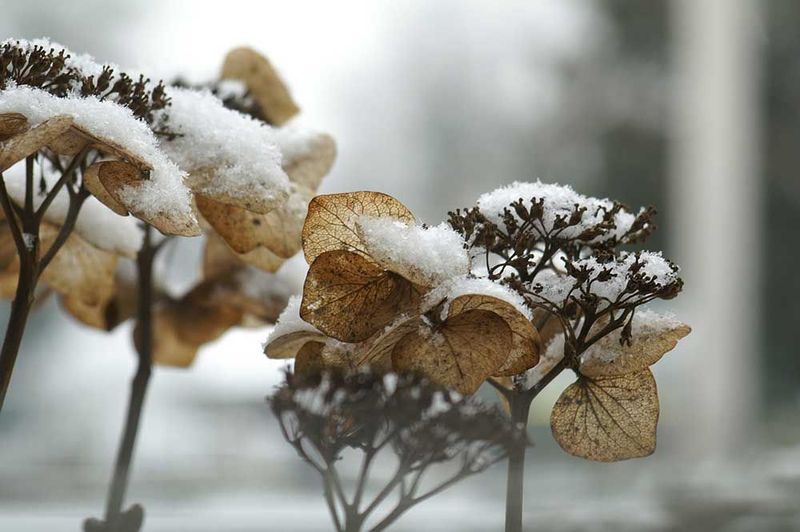 Winter and late frost can damage buds beneath healthy foliage