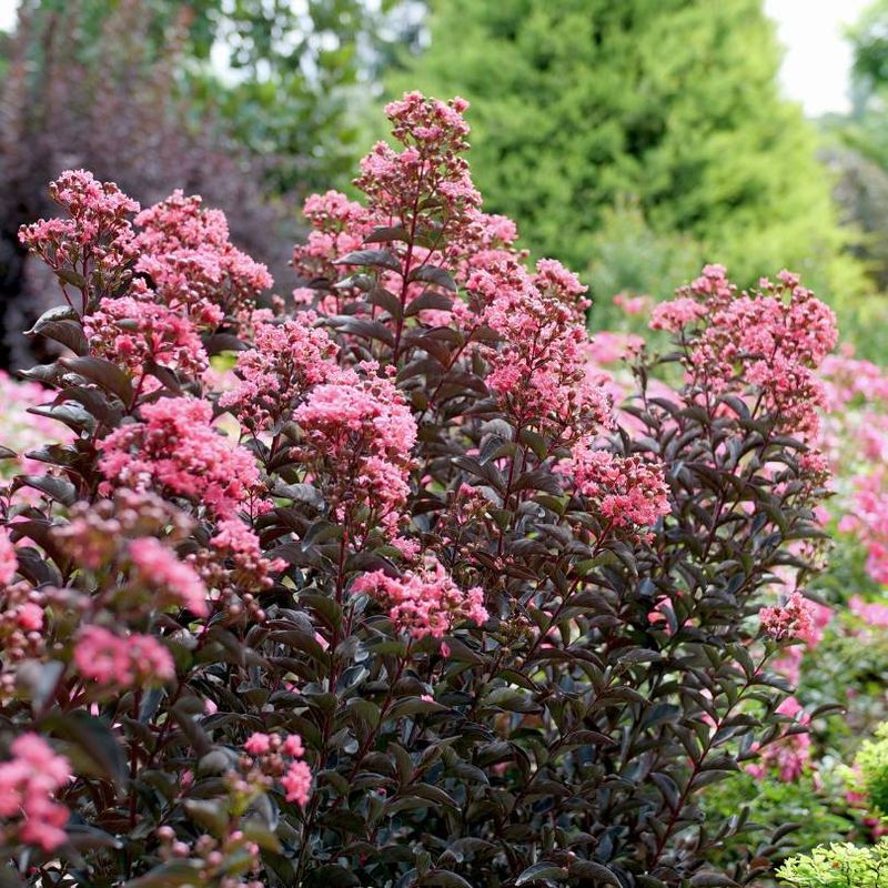 Crape Myrtle