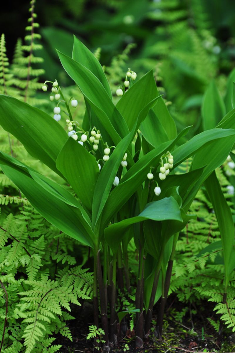 Shade suits the plant, but its rhizomes can spread