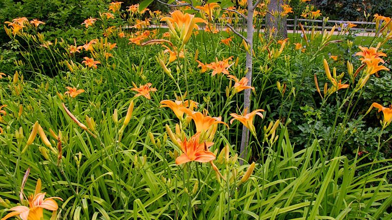 Daylilies