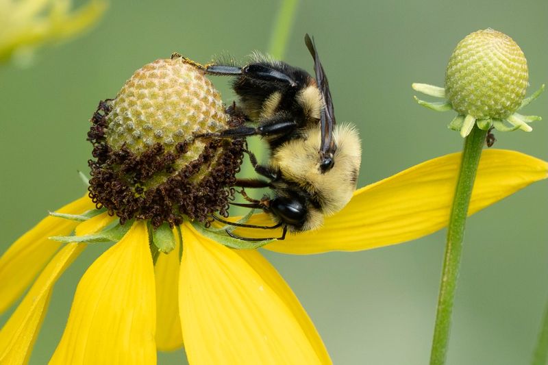Common Eastern Bumble Bee