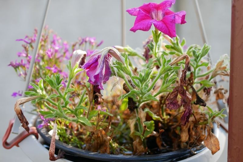 Overwatering or Poor Drainage