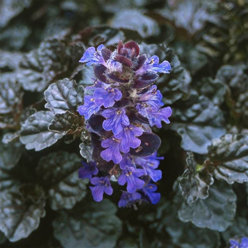 Ajuga (Bugleweed)