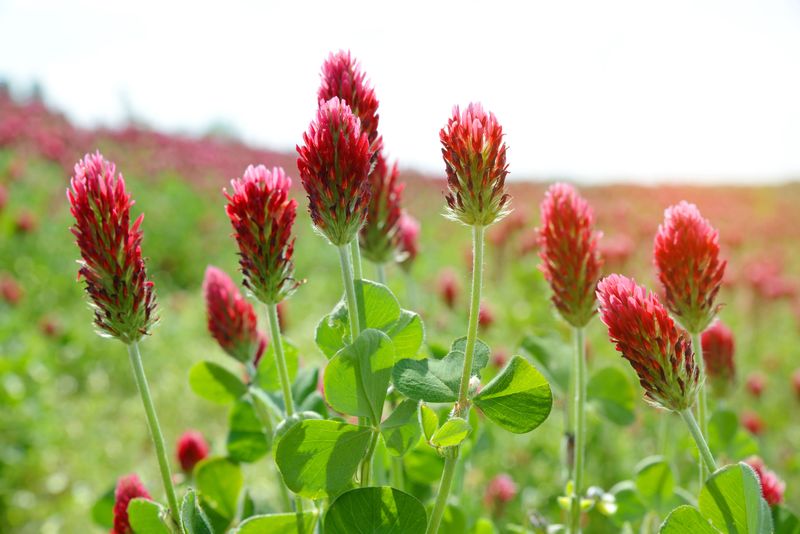 Plant Cover Crops in Bare Areas