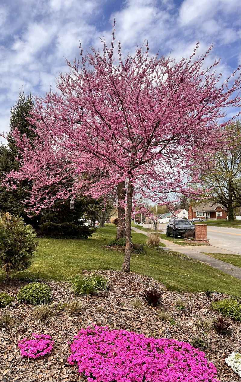 Eastern Redbud