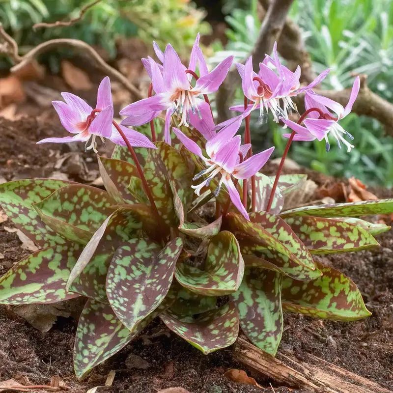 Erythronium