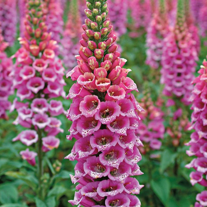 Foxgloves