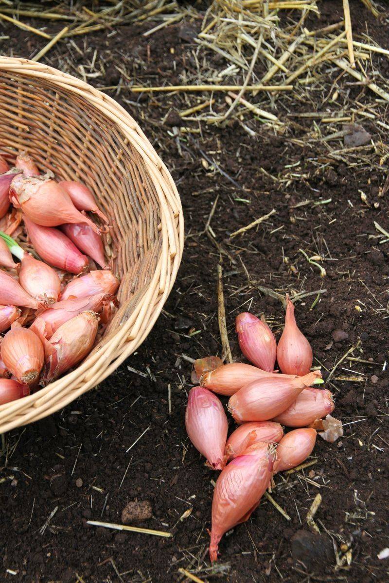 Choose sound planting bulbs and know what you are buying