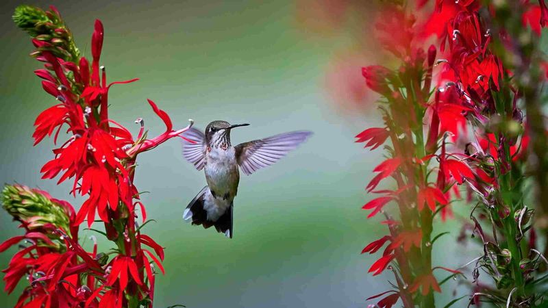 Cardinal Flower