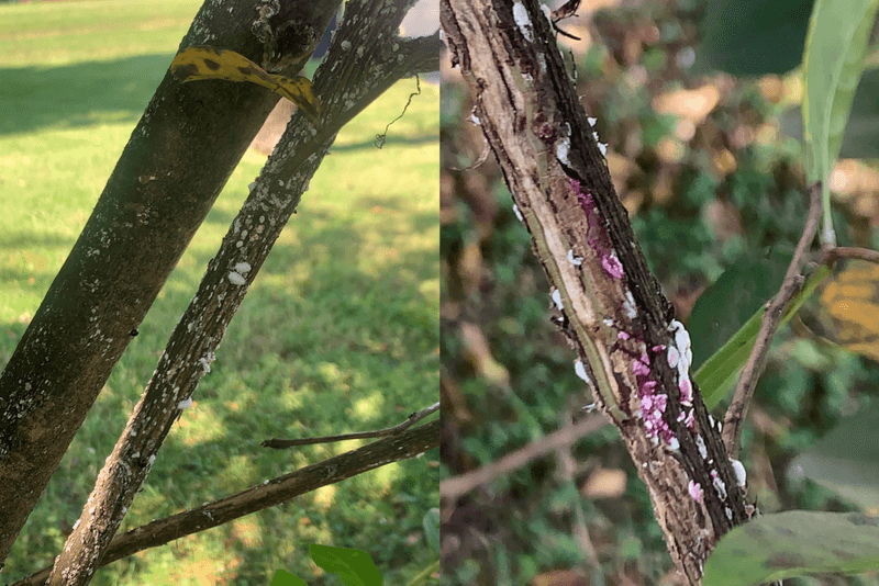 Poor bloom points to more than pruning