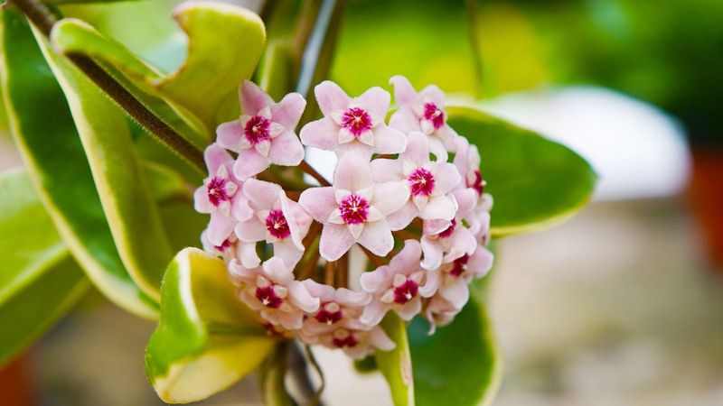 Hoya carnosa