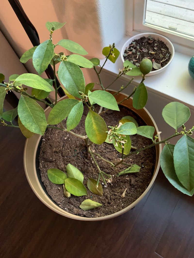 Citrus Tree