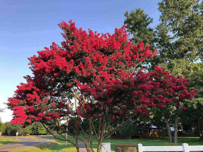 Sun, size, and location change what the tree needs