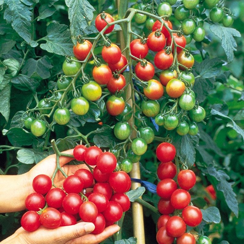 Sweet Million (Hybrid)