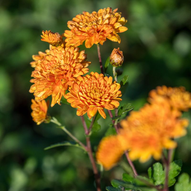 Dixter Orange