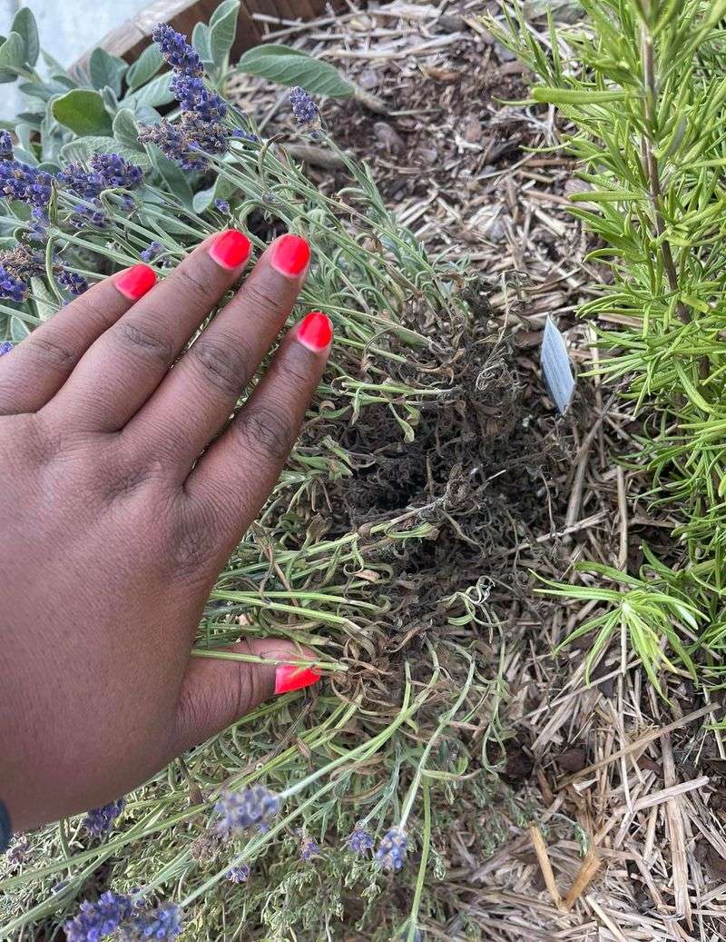 Mistake Two: Smothering It With Mulch or Covers