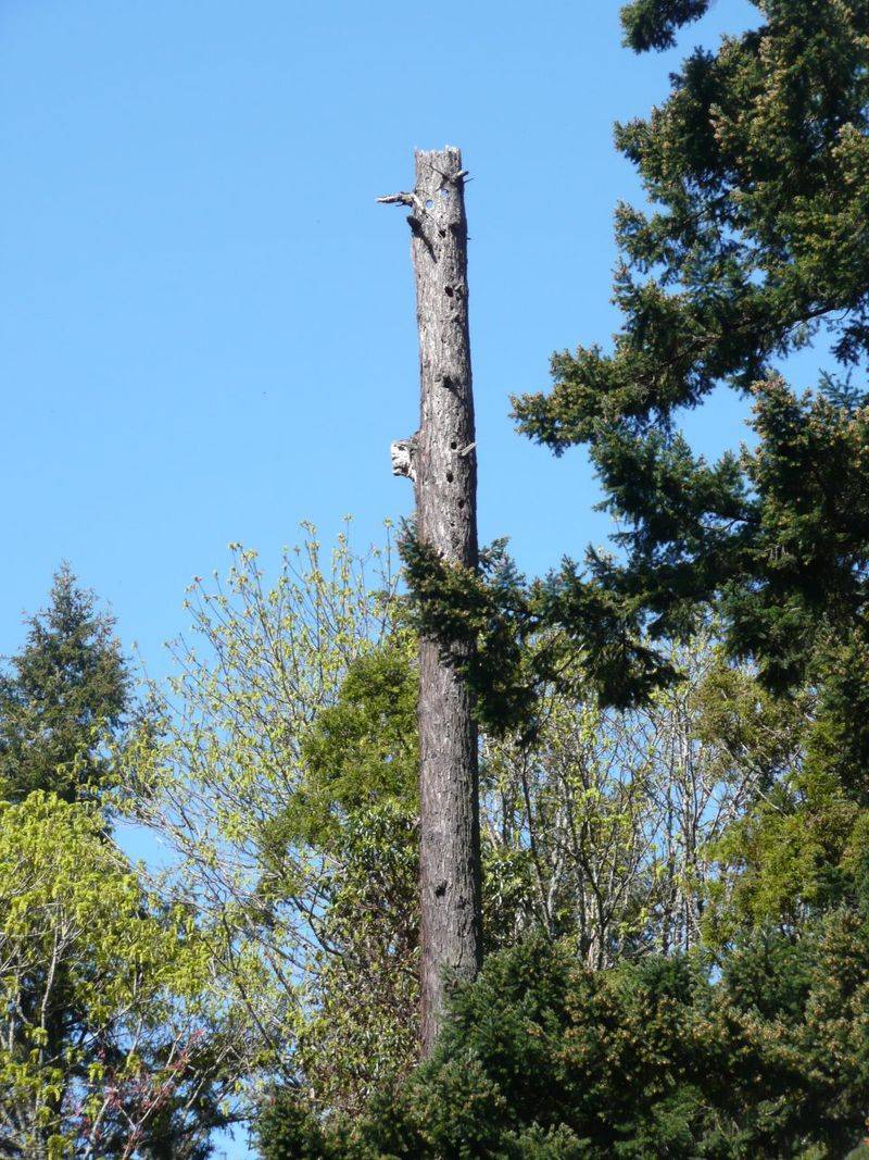 When the full tree cannot remain, preserve safe deadwood where possible