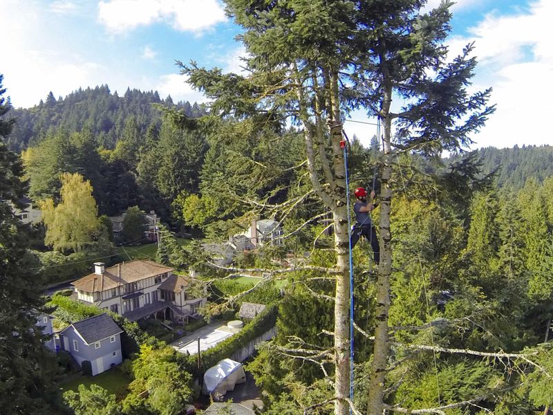 Retain the snag only when a professional finds its site-specific risk acceptable