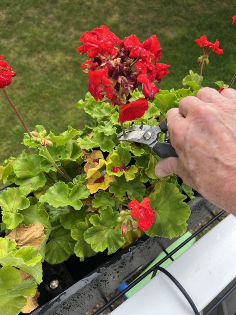 Deadhead Geraniums Down to the Stem