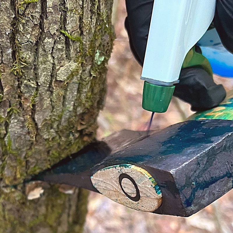 Do Not Apply Herbicides to Shoots Connected to a Living Tree