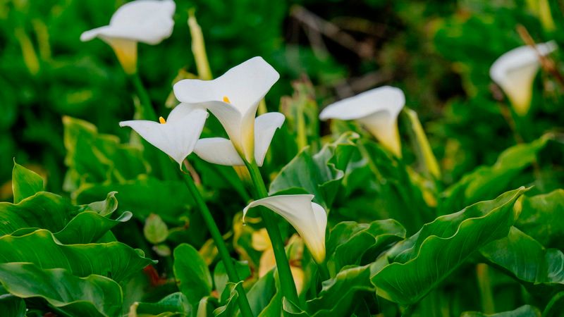 Calla Lilies