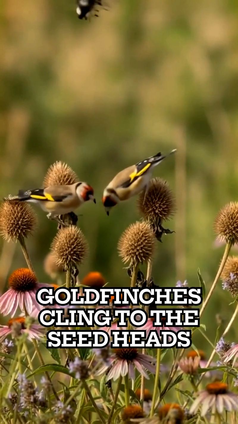 Leave The Seed Heads Standing For Goldfinches