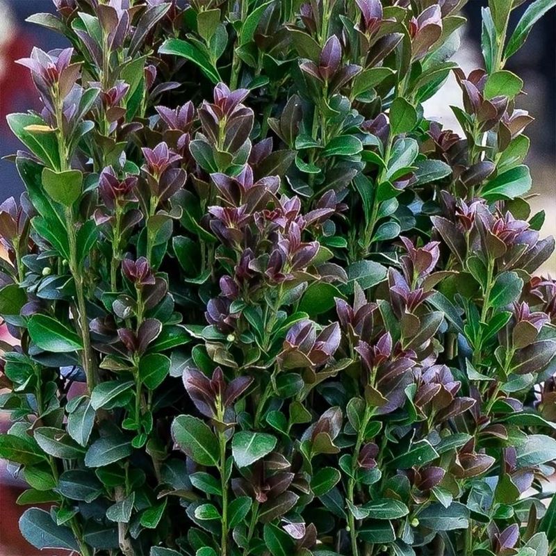 Red Sky™ Ilex