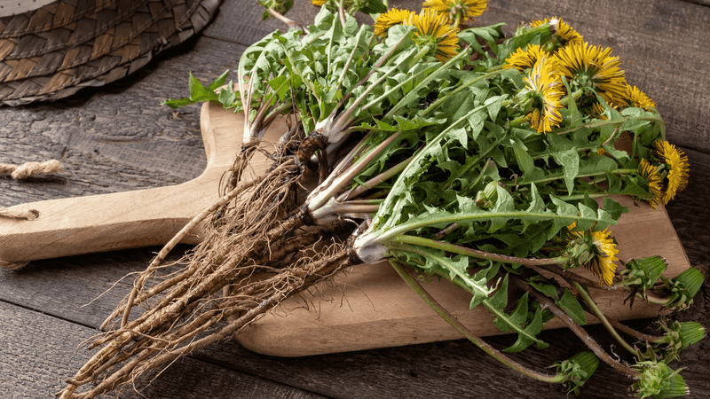 The root contains a prebiotic candidate