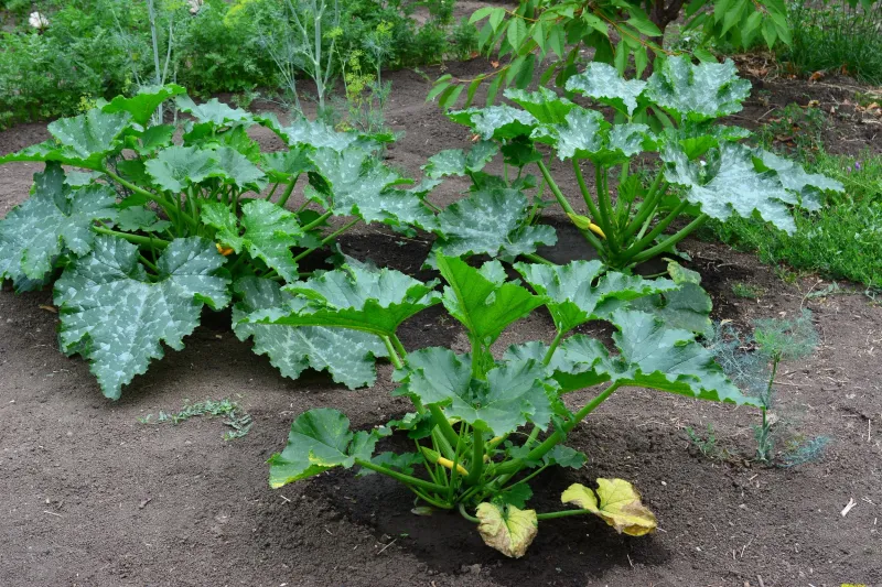 Give Plants Proper Spacing