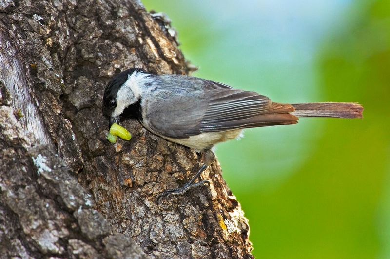 Native Plants Often Support More of the Prey Chickadees Seek