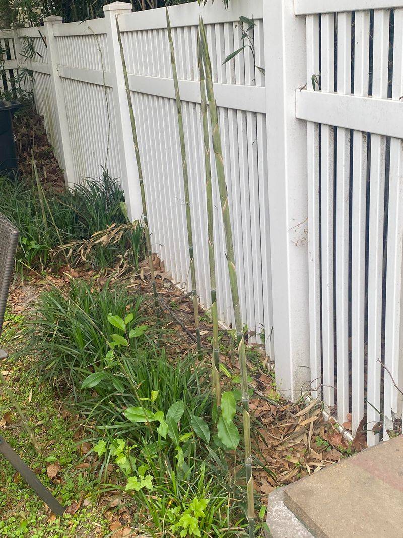 Bamboo can cross a yard line underground