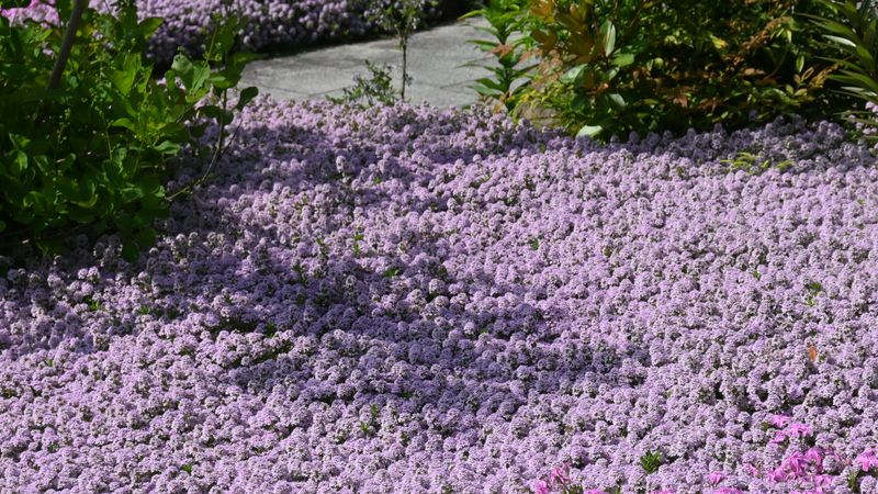 Creeping Thyme